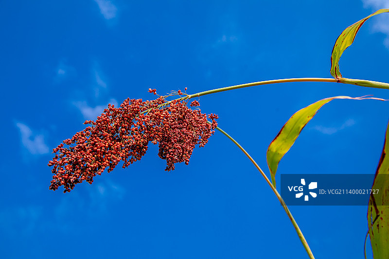 红高粱，平原的高粱熟了。图片素材