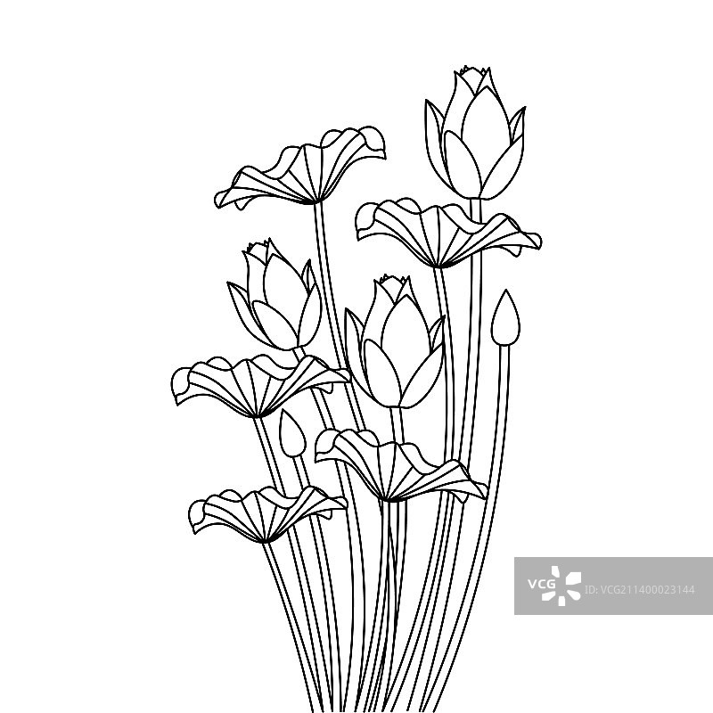 睡莲单线画涂色本图片素材