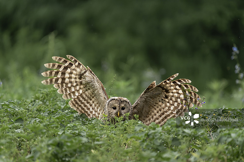 长尾林鸮图片素材