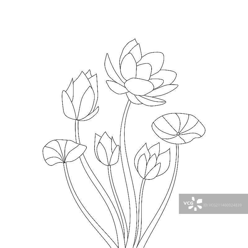 手绘睡莲花朵着色页图片素材
