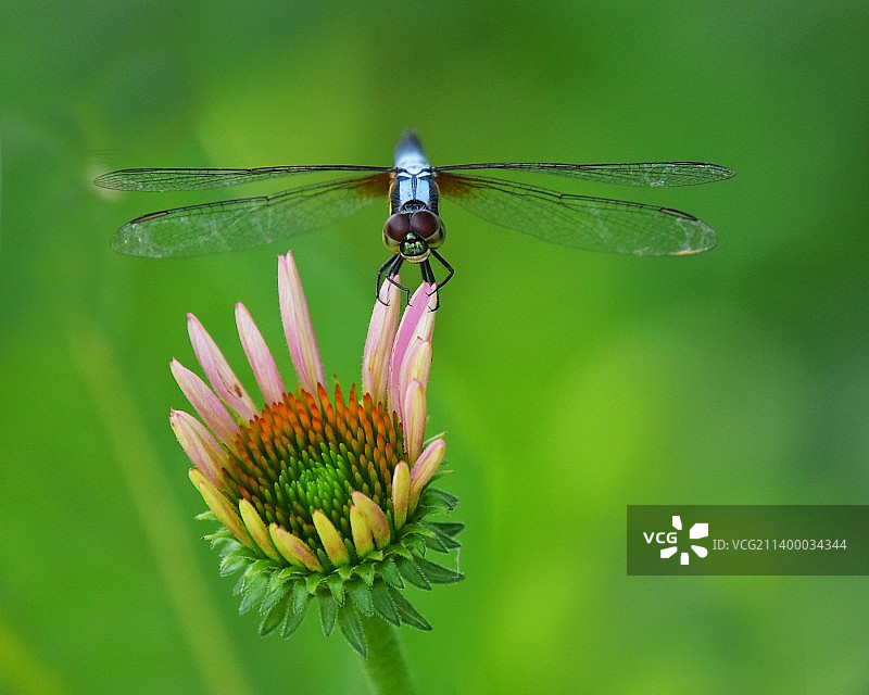 清新夏日图片素材