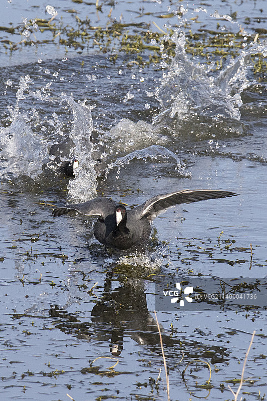 美洲骨顶鸡在水面奔跑图片素材