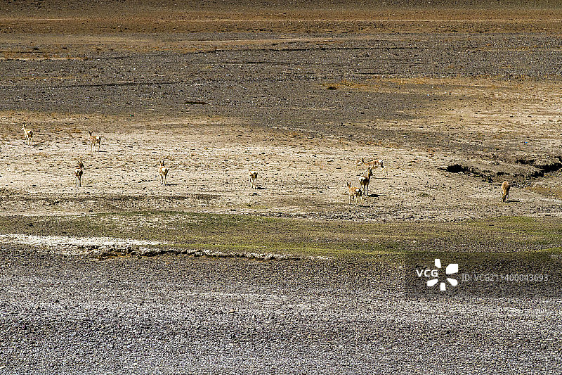 阿里普兰玛旁雍措湿地自然保护区图片素材
