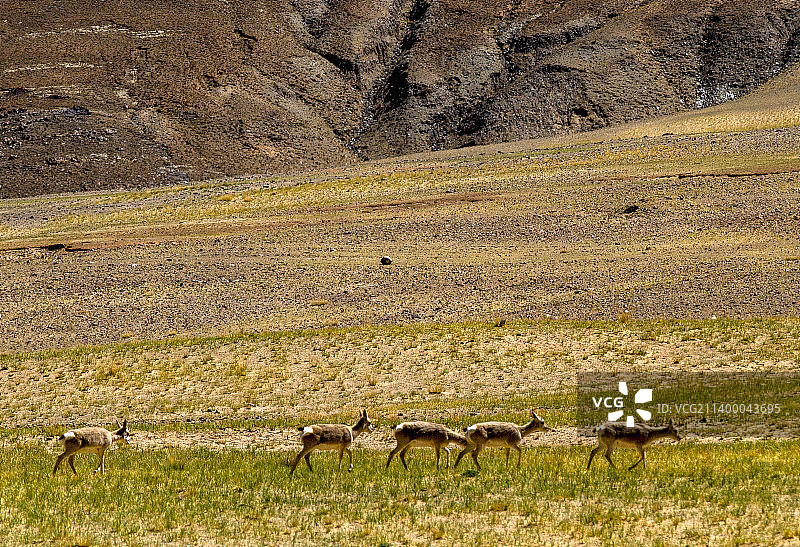 阿里普兰玛旁雍措湿地自然保护区图片素材