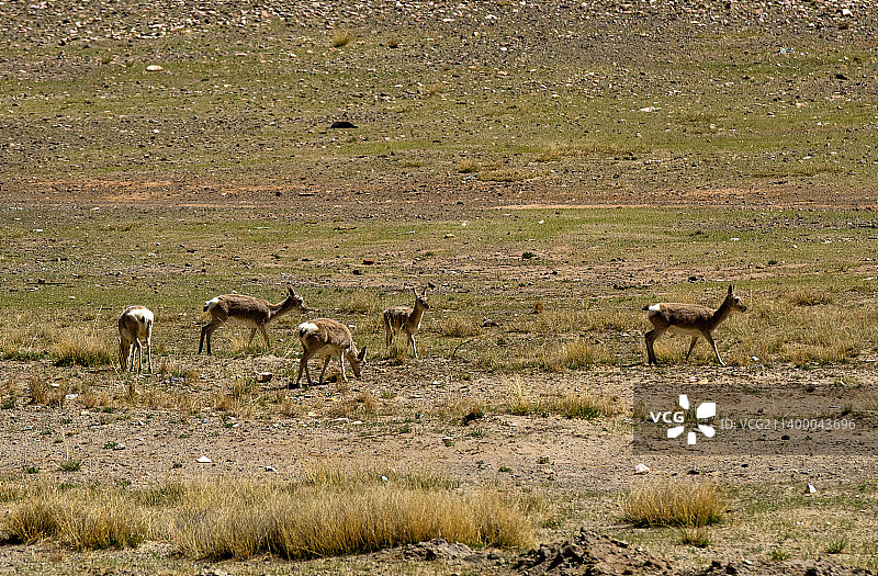 阿里普兰玛旁雍措湿地自然保护区图片素材