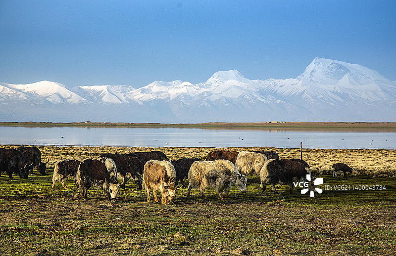 阿里普兰玛旁雍措湿地自然保护区图片素材