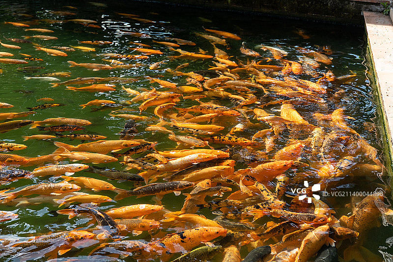 广东省广州市番禺区宝墨园里的锦鲤图片素材