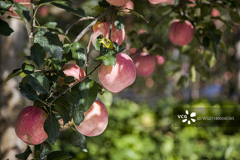 中国陕西延安洛川苹果图片素材
