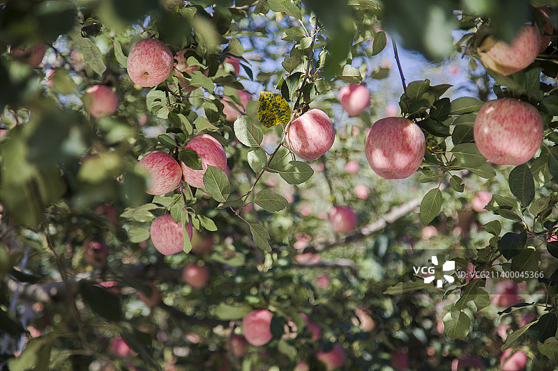 中国陕西延安洛川苹果图片素材