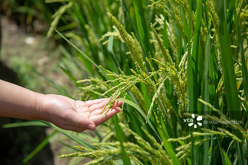 手捧金黄的稻米图片素材