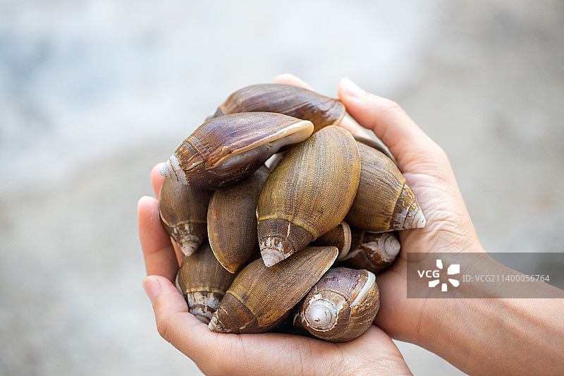 广东沿海海产猪仔螺图片素材