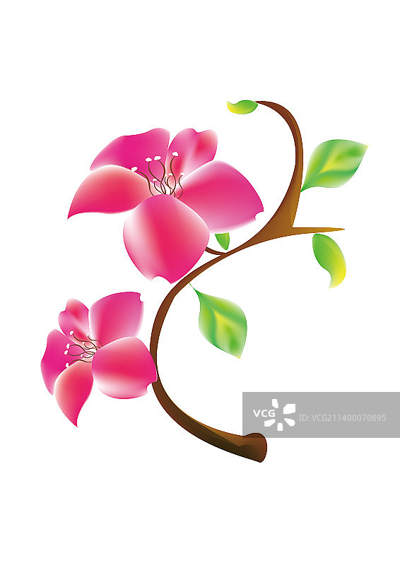 植物花朵图片素材