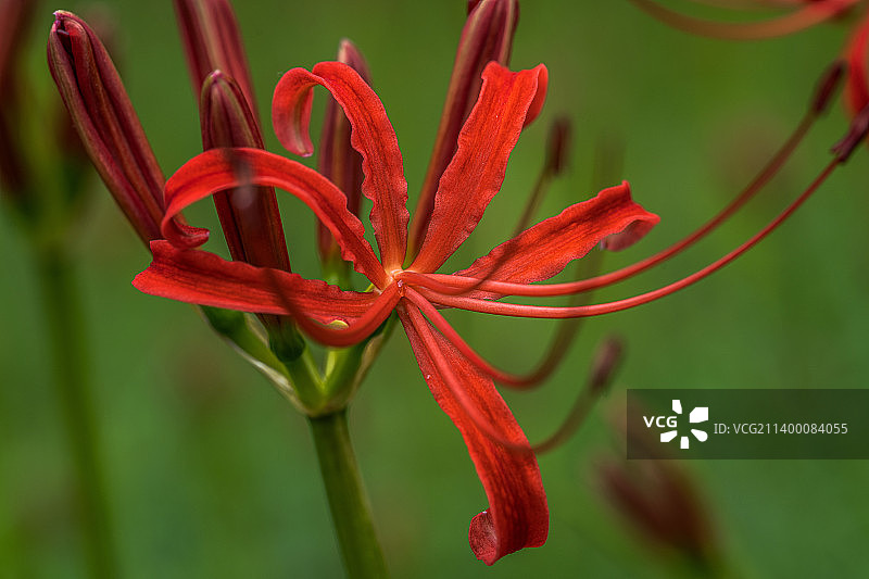 《彼岸花》图片素材