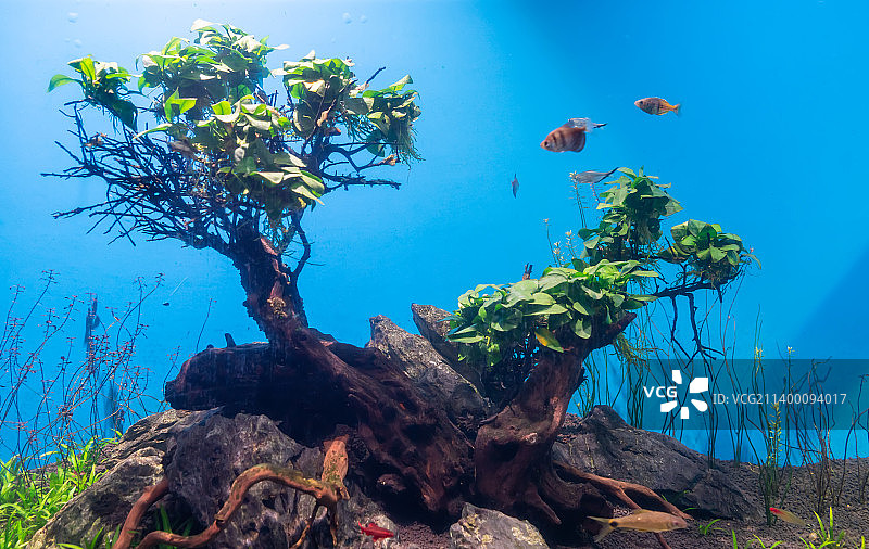 水族馆里的鱼图片素材