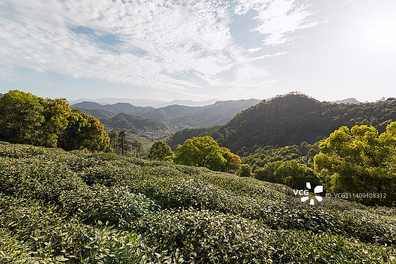 杭州西湖龙井村龙井茶园风景图片素材