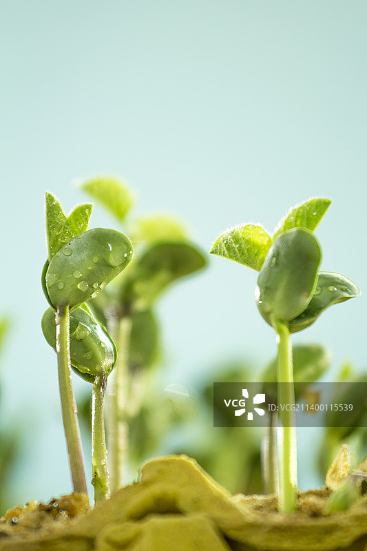 翠绿茁壮的嫩芽图片素材