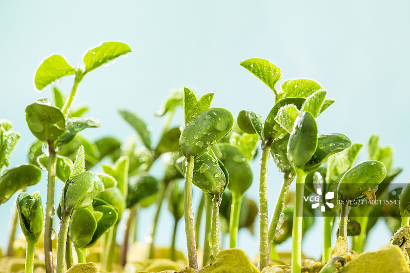翠绿茁壮的嫩芽图片素材
