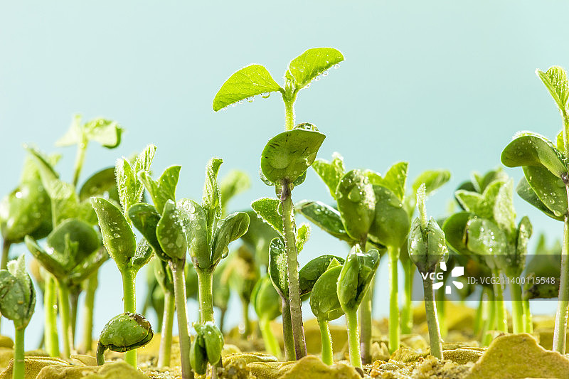 翠绿茁壮的嫩芽图片素材