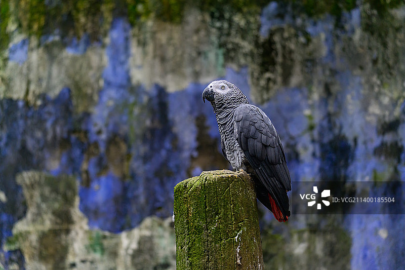 非洲灰鹦鹉图片素材