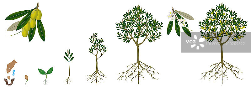 橄榄树的生长周期图片素材