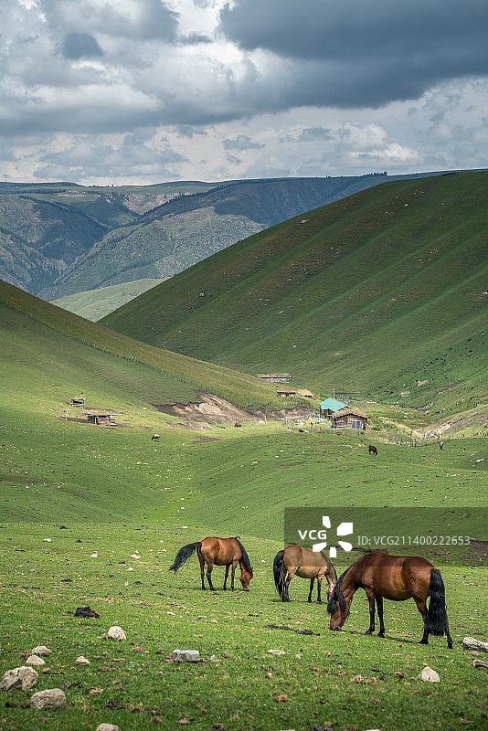 琼库什台 草原 牧场图片素材