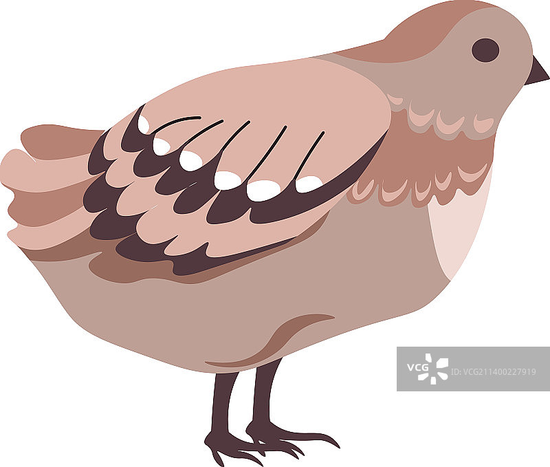 具有蓬松羽毛的鹌鹑鸟类动物图片素材