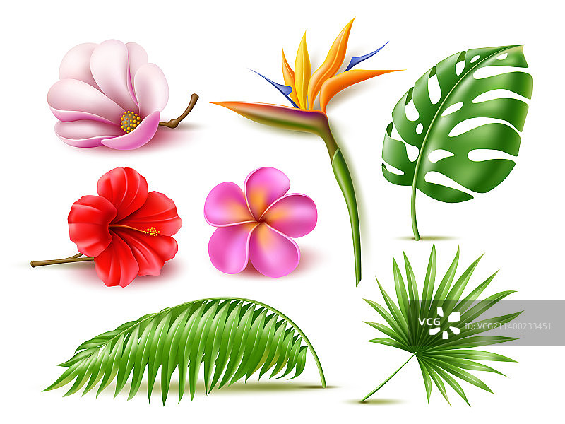 逼真热带芙蓉花和鸡蛋花图片素材