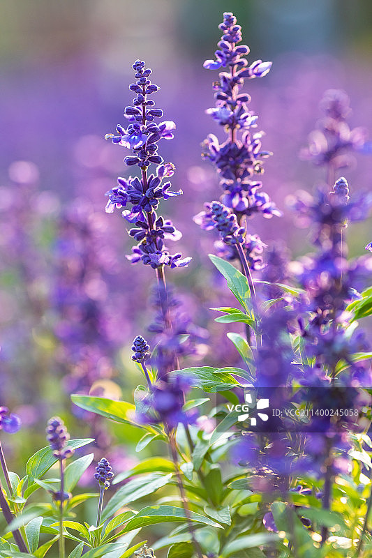 户外盛放的梦幻紫色鼠尾草图片素材