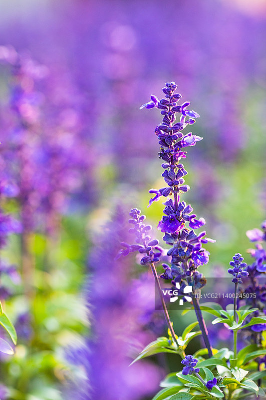 户外盛放的梦幻紫色鼠尾草图片素材