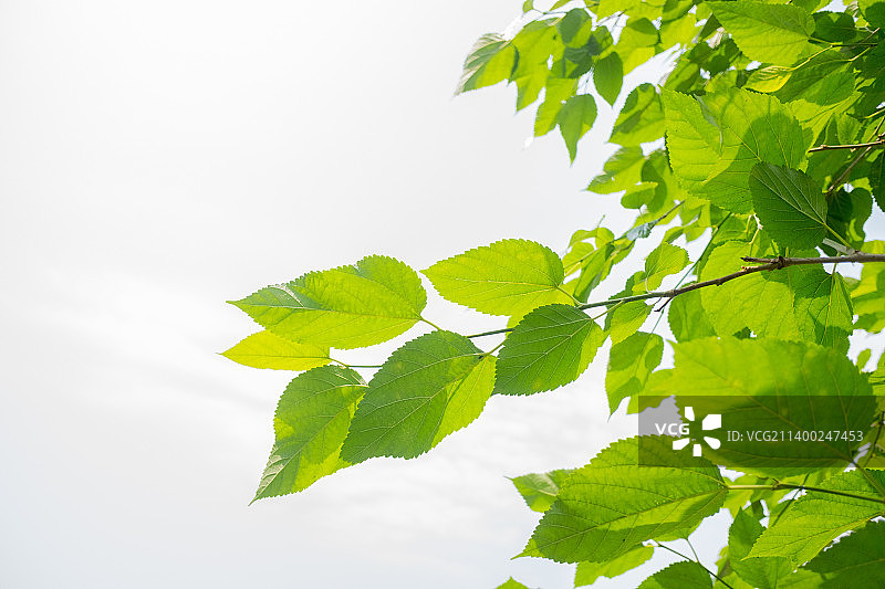 桑树枝条仰拍图片素材