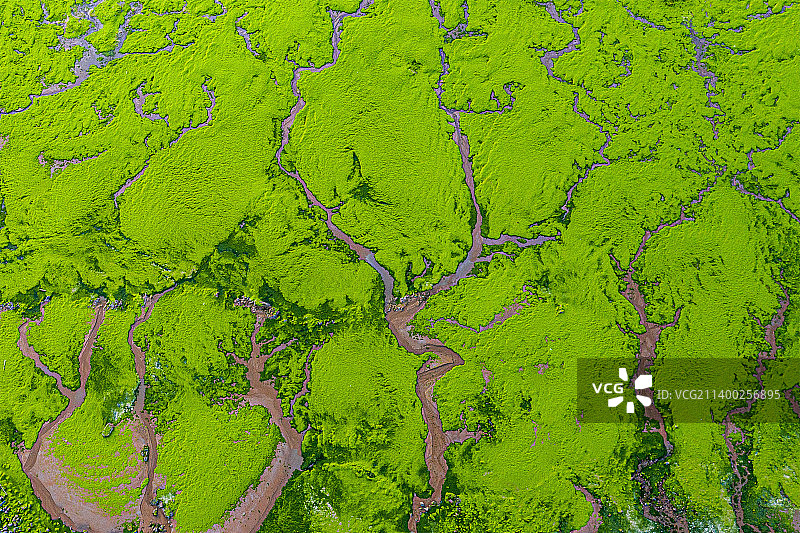 海滩森林图片素材