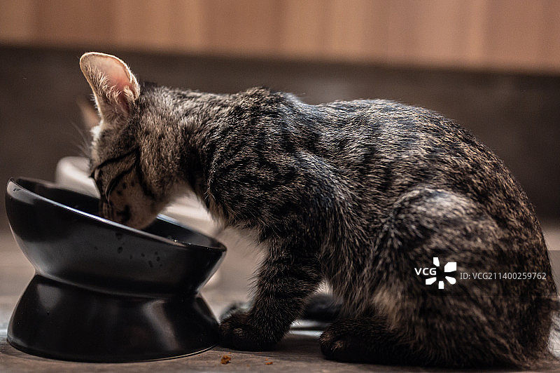 家养吃食的狸花猫图片素材