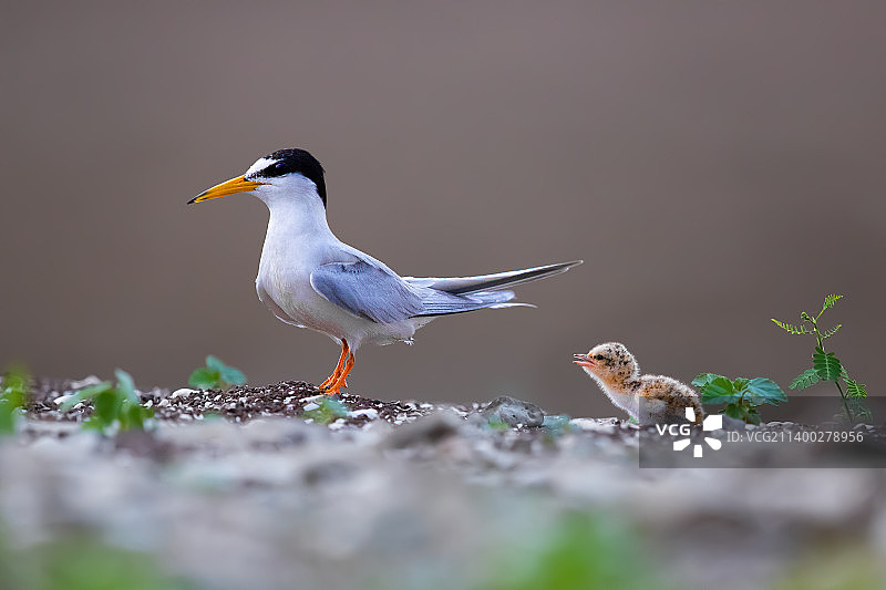 白额燕鸥图片素材