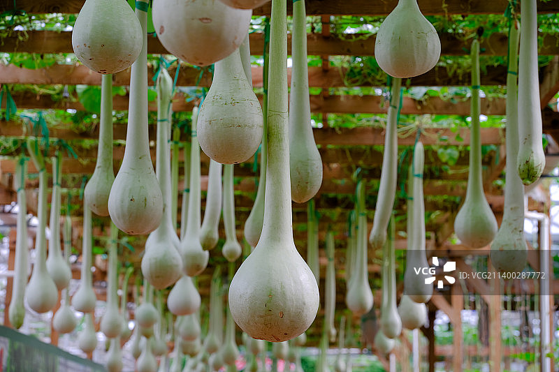山东潍坊寿光菜博会温室植物长柄葫芦图片素材