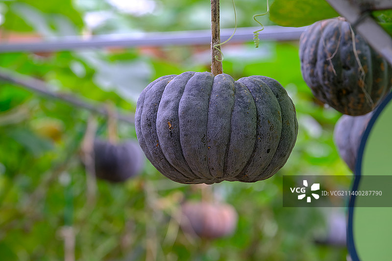 温室蔬菜磨盘南瓜图片素材