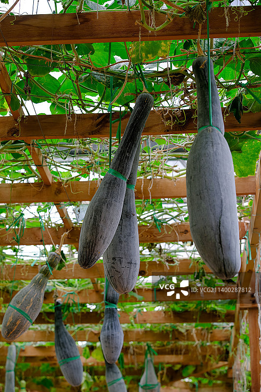 山东潍坊寿光菜博会温室蔬菜大吊瓜图片素材