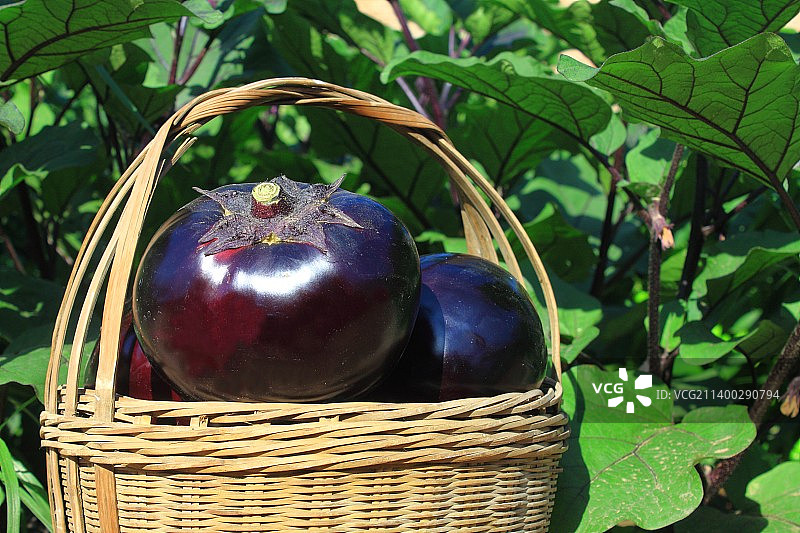 有机农场绿色蔬菜茄子图片素材