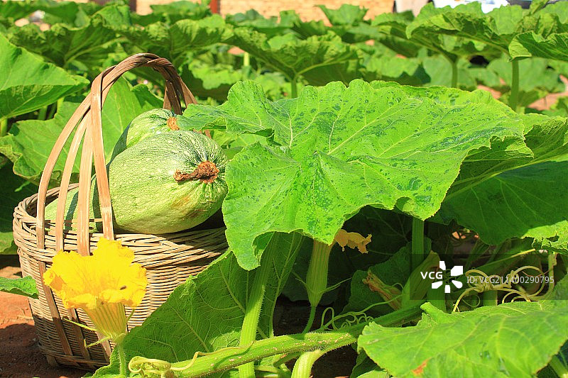 有机农场绿色蔬菜西葫芦图片素材