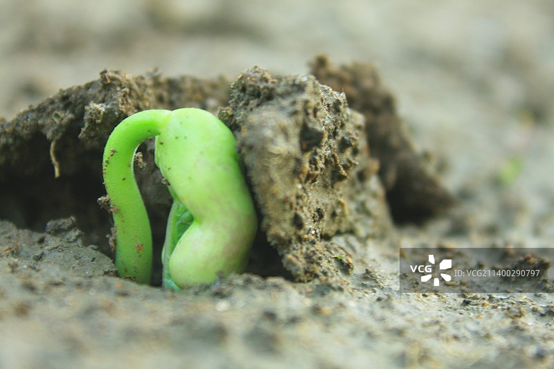 有机农场嫩芽破土生长图片素材