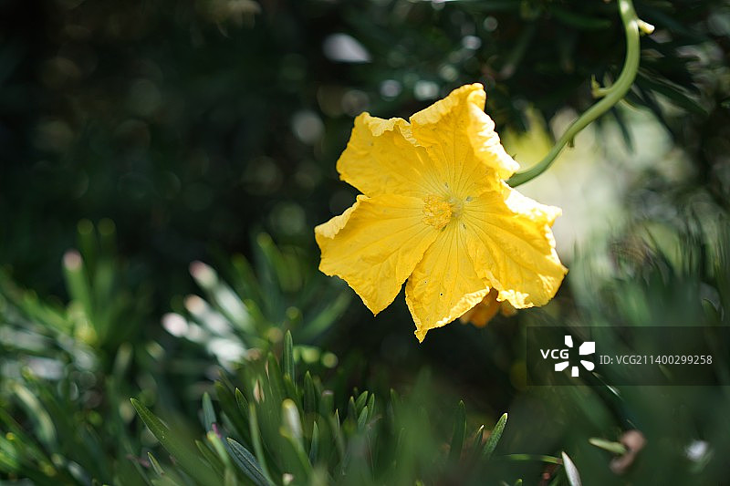 丝瓜花特写图片素材