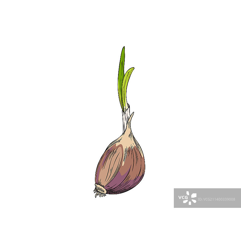 手绘彩色蒜苗写生图片素材