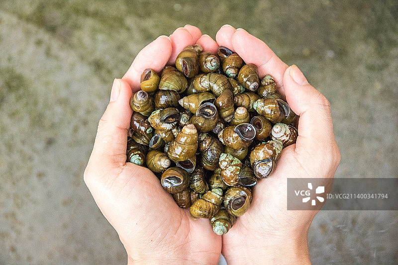 舌尖上的美味手捧鲜活的野生田螺图片素材