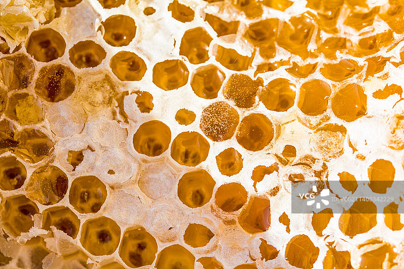 颜色金黄的大自然野生蜂巢蜜图片素材