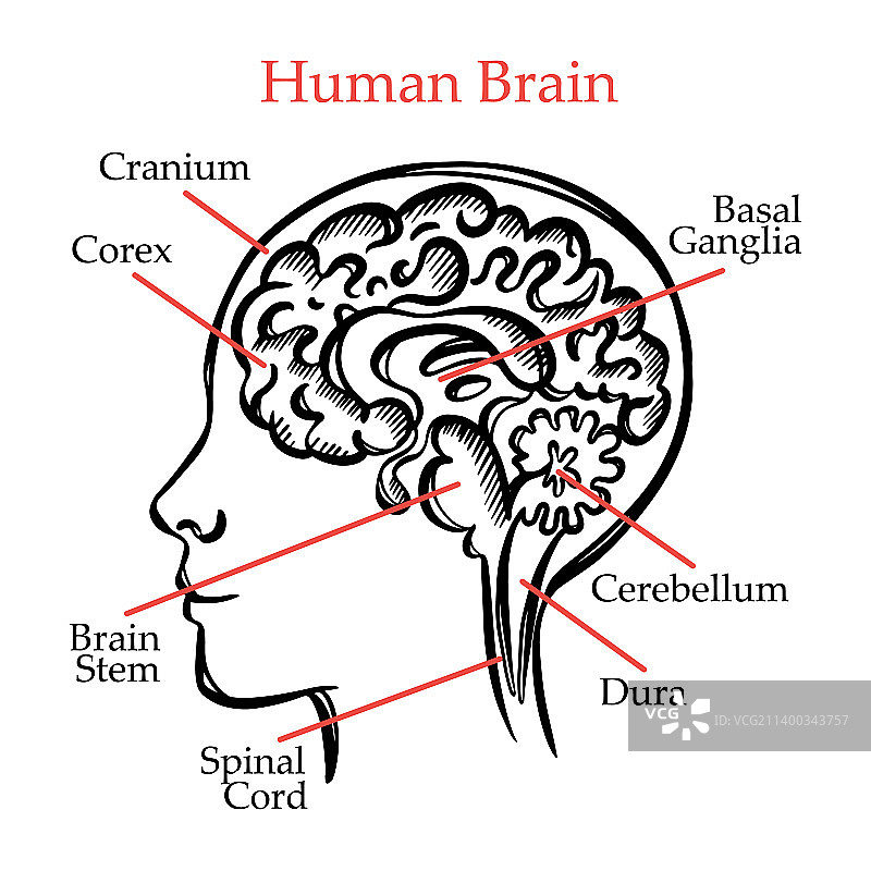 人脑轮廓医学单色图图片素材