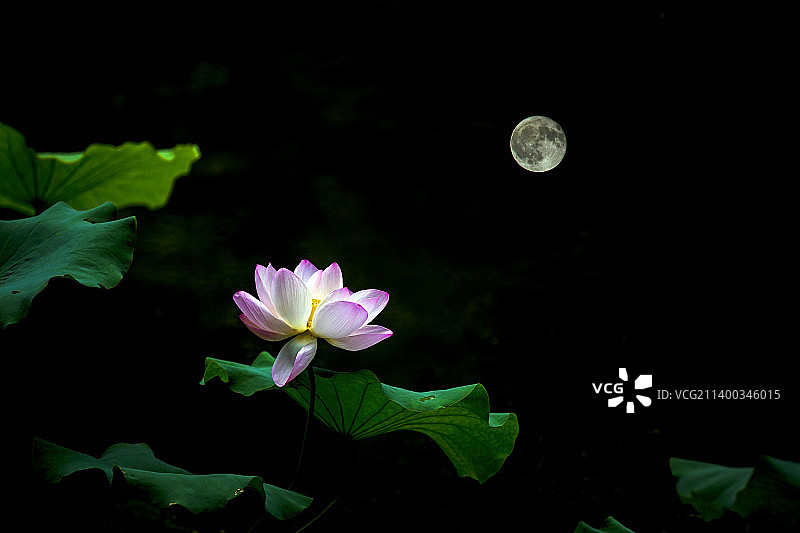 天涯共此时-1图片素材