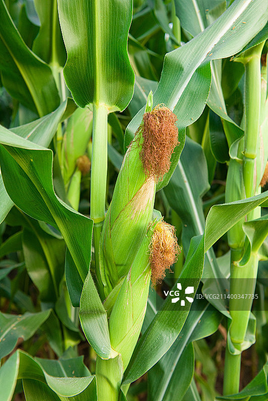 玉米地里成熟的玉米棒图片素材