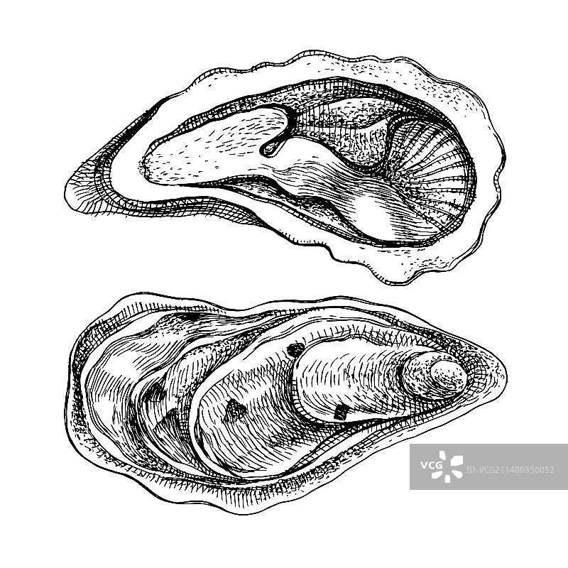 白色背景上的两个新鲜海牡蛎图片素材