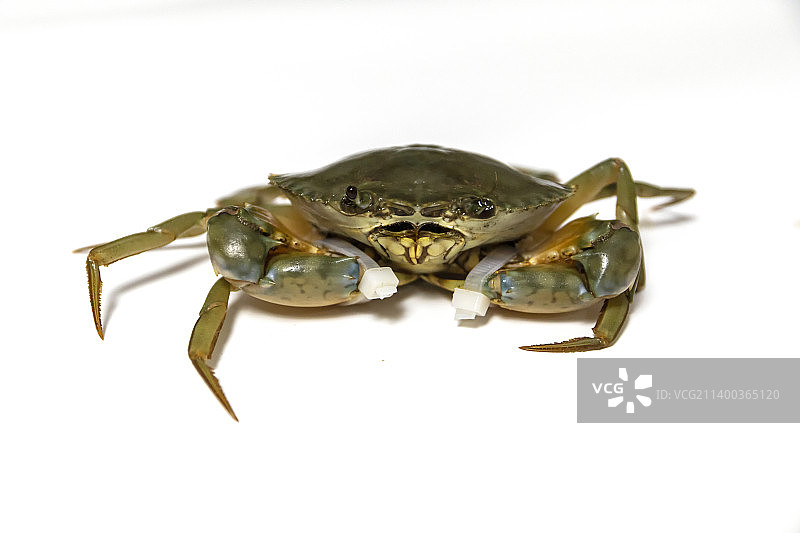 青蟹 膏蟹 螃蟹图片素材