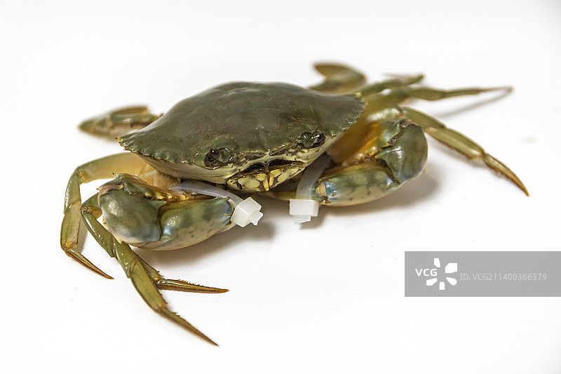 青蟹 膏蟹 螃蟹图片素材