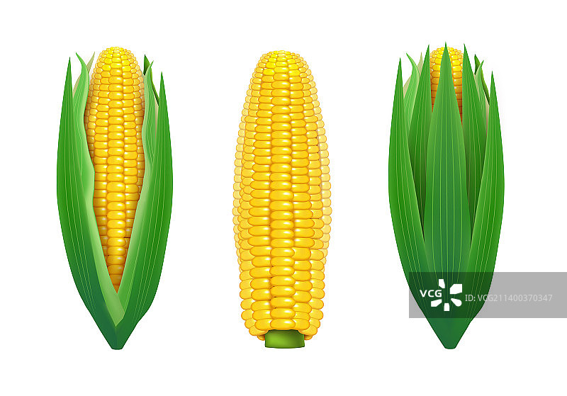 逼真细致的3D甜玉米棒模型图片素材